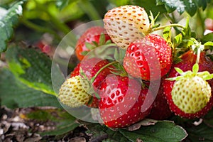 Red strawberry and unripe white fruits on a strawberry bush growing on a bed