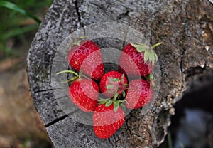 Red strawberry in wooden background, love concept