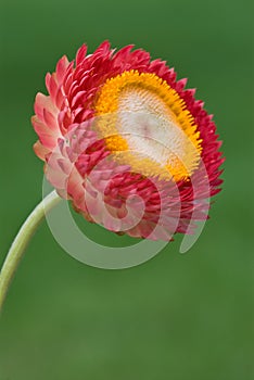 Red Strawflower