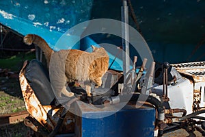 Red stray cat on a rusty abandoned bulldozer