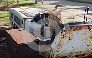 Red stray cat on a rusty abandoned bulldozer