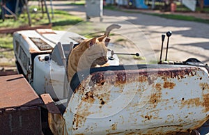 Red stray cat on a rusty abandoned bulldozer