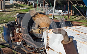 Red stray cat on a rusty abandoned bulldozer