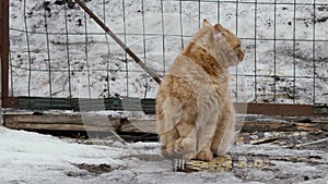 Red stray cats outside in winter