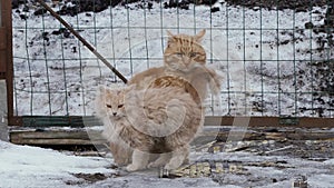 Red stray cats outside in winter