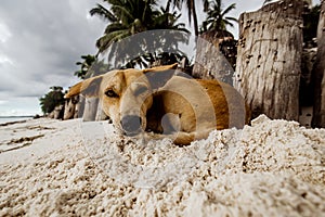 Red stray dog lie on the sand on beach in Zanzibar. The problem of homeless animals