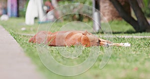 Red stray dog lies on grass near palm trees.