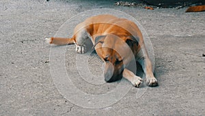 Red stray dog lies on the street of one of the cities of Thailand