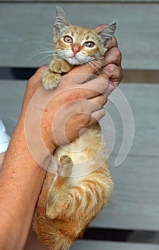 Red stray kitten in the hands of a shelter