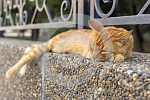 Red street cat is sleeping outside
