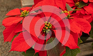 Red Striking Poinsettia Flower, With Star-shaped Red Leaves, Christmas Eve Flower, Flor De