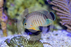 Red Stripe, or Eibli Pygmy Angelfish (Centropyge eibli)