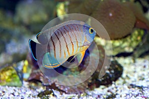 Red Stripe, or Eibli Pygmy Angelfish (Centropyge eibli)
