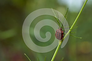 Red striped bedbug on a green branch of dill Graphosoma italicum, red and black striped stink bug, Pentatomidae