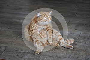 The red striped cat sits in a ridiculous pose