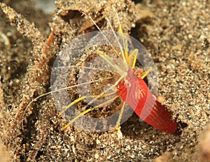 Red-striped Cleaner Shrimp