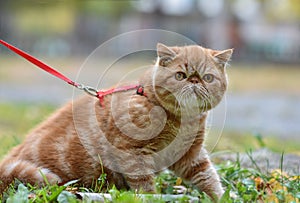 Red striped exotic cat with a leash walking in the yard. Young cute Persian cat in harness sitting on the lawn