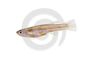 Red-Striped Killifish Female Aphyosemion striatum tropical aquarium fish photo