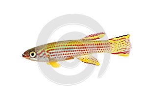 Red-Striped Killifish Male Aphyosemion striatum tropical aquarium fish