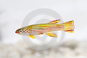 Red-Striped Killifish Male Aphyosemion striatum tropical aquarium fish photo