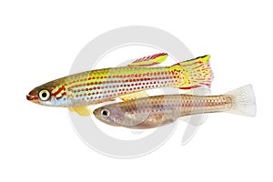 Red-Striped Killifish Male And Female Aphyosemion striatum tropical aquarium fish photo