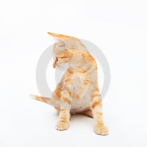 Red striped kitten looks right at copy space, isolated on white background. Adorable baby cat. Animal.