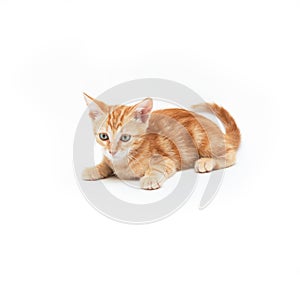 Red striped kitten plays, isolated on white background. Adorable baby cat. Animal. Cute young pet