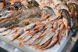 Red striped mullet fishes or Mullus surmuletus on ice for sale in the greek fish shop on the background of other fishes.