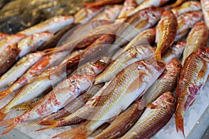 Red striped mullet fishes or Mullus surmuletus on ice for sale in the greek fish shop.