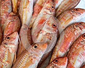 Red striped mullet stowed on ice at the market