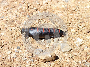 Red-striped Oil Beetle