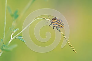 Red-striped stink bug