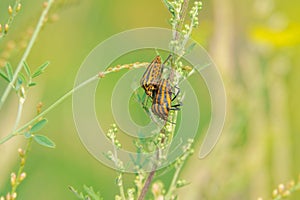 Red-striped stink bug