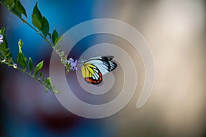 Red-striped white butterfly looking for nectar
