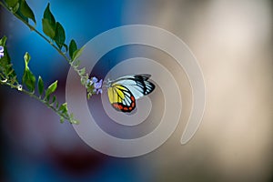 Red-striped white butterfly looking for nectar photo