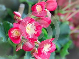 Red Striped Yellow Begonia Flowers Blooming