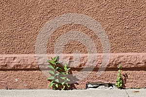 Red stucco wall texture showing a sidewalk and some incidental weeds