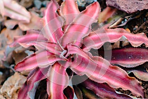 Red succulent found in the greenhouse at the Frederik Meijer Gardens