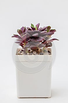 Red succulent houseplant Anacampseros rufescens in white pot, small flower bouquet arrangement, blossom home decor design