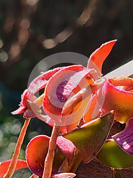 Red succulent jade plant leaf ornamental houseplant prosperity symbol