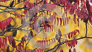 Red sumac leaves sway in breeze on sunset