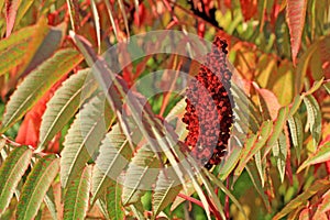 Red sumac seed head.
