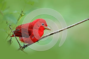 Red summer Tanager, Piranga rubra, red bird in the nature habitat. Tanager sitting on the green tree. Birdwatching in Costa Rica. photo