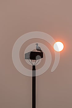 seagul on a light post with red sun