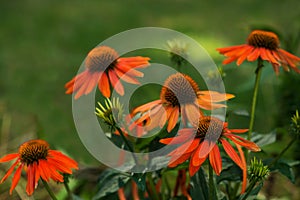 Il sole un cappello fiori natura 