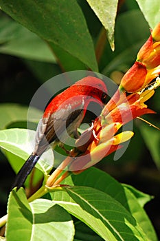 Red sunbird with flower