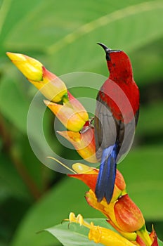 Red sunbird with flower