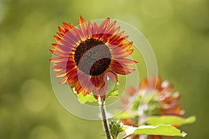 Red Sunflower with back lighting