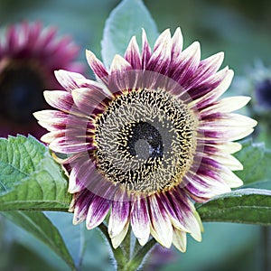 Red sunflower