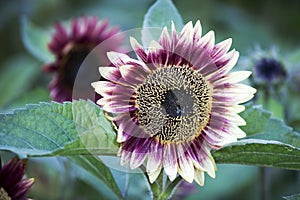 Red sunflower